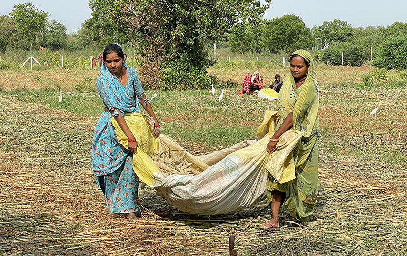 cr4a-climate-adaptation-image-opt